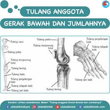 Dan ada metatarsus dan ruas tulang di jari kaki. Tulang Anggota Gerak Bawah Dan Jumlahnya
