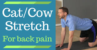 Usually, cow is practiced on an inhalation, and cat pose is on the exhale. Cat And Cow Stretch For Back Pain Relief The Cat Cow Pose