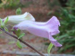 Image result for Ceratotheca