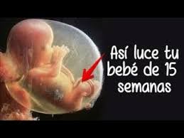15 Semanas De Embarazo Youtube