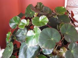 Begoniaceae A Genus Worth Exploring Piedmont Master Gardeners