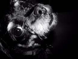 Odie Dog Photoshoot Pet Photography Animal Photography Dogs Dog Photoshoot