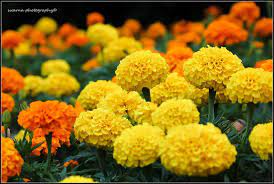 Alyssum cannas dianthus dahlberg daisy geranium marigold moss rose (portulaca) petunia salvia snapdragon verbena zinnia. Mexican Marigold Tagetes Erecta African Marigold Wholesale Flowers Edible Garden Beautiful Flowers