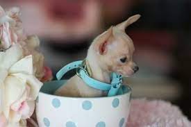 Pin On Chihuahua Babies