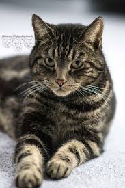 video how to prevent your cat from spraying cat cats katzen hund und katze hunde