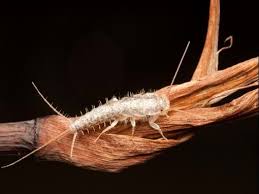 This can be a crash or a showstopper or anything else that is unforeseen. Get Rid Of Silverfish Silverfish Infestation Control