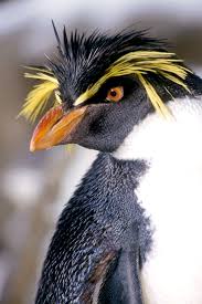 Penguins happy feet emperor antarctica wallpapers desktop. Artc 1302 Pictograms Penguin Rockhopper Penguin Penguins Animals