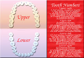 What Is The Tooth Number Chart Tooth Number Chart