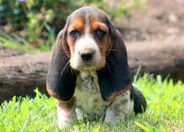 Explore 11 listings for basset hound for sale uk at best prices. Basset Hound Puppies For Adoption