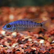 This protection makes it easy to breed them in a communitytank. Electric Blue Cichlid Freshwater Fish Wiki Fandom