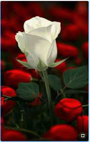 Maybe you would like to learn more about one of these? Beautiful Rose I Am A Rose Solomon S Song Of Songs 2 1 Beautiful Rose Flowers Flowers Beautiful Flowers