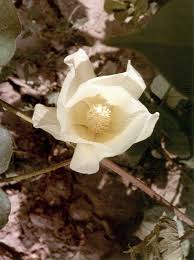 Image result for Gossypium triphyllum