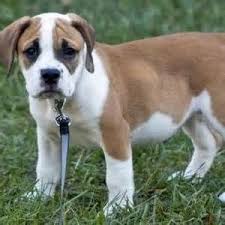 American Bulldog Beagle Mix Black And White American Bulldog Beagle Mix Yahoo Search Results Yahoo Image Search Results Beagle Mix American Bulldog Spirit Animal