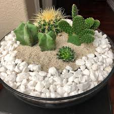They are able to survive hot temperatures and dry, arid conditions. Everything You Didn T Know About The Star Cactus Astrophytum Asterias