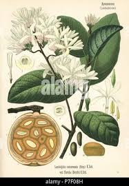 Image result for Landolphia foretiana