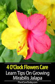 Growing the plant and plant care. 21 Best 4 O Clock Flowers Ideas In 2021 Clock Flower Flowers Four O Clock