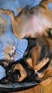 Наша Деля-сарделя🙂🐕