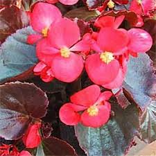 Image result for Begonia nyassensis