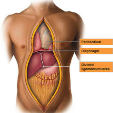A good amount of area is covered by the abdominal wall. Pdf Detailed Abdominal Organ Inspection And Early Surgical Steps For Abdominal Organ Procurement