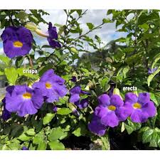 Image result for Thunbergia crispa