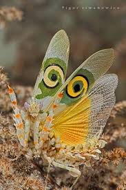 Foto Foto Serangga Yang Indah Dan Menakjubkan Apa Kabar Dunia Insect Photos Insects Bugs And Insects