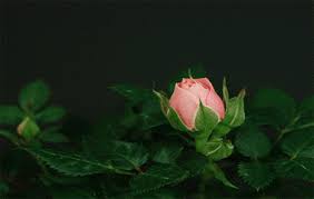 Check spelling or type a new query. Bitches Love Flowers So I Got Them Gifs Album On Imgur
