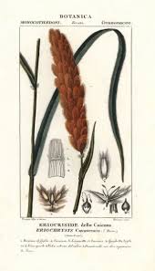 Image result for Eriochrysis