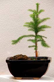 The tree took many years to recover and develop a strong ro. Taree Bonsai Club Open Day On May 26 Manning River Times Taree Nsw