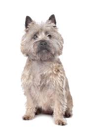 This page is to update the adoptive families on their cairn terrier! Cairn Terrier Hunde Informationen Zu Den Bienenarten Omlet