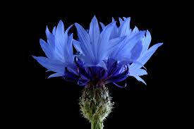Image result for Centaurea praecox