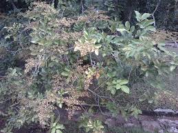 Image result for Dialium guineense