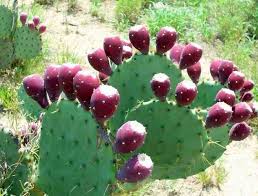 The following is a description of the benefits of cactus plants that used to live in the desert or desert; The Nopal Cactus Benefits Nopalcactusbenefits