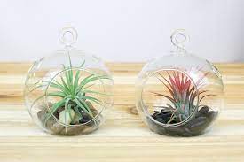 The only living plant in this terrarium is the air plant. Air Plant Terrarium Air Plant Shop