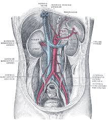 Development and function of the blood vessels: Renal Artery Wikipedia