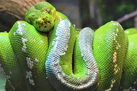 Zoo Photograph Emerald Tree Boa Snake By Lisa Wooten Emerald Tree Boa Snake Cute Reptiles