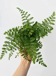 Image result for Asplenium gemmiferum
