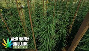 We did not find results for: Weed Farmer Simulator On Steam
