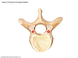 Chapter 7 And 8 Skeletal System Test Flashcards Quizlet