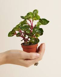 Image result for Iresine herbstii