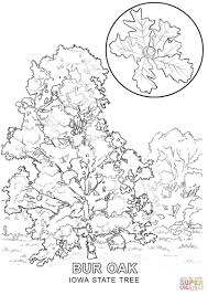 To Commemorate Where I M From Along With The State Flower The Wild Prairie Rose Rosa Arkansana Tree Coloring Page Flag Coloring Pages Coloring Pages