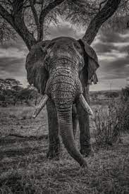 Safari Animals Elephant In Black And White Blackandwhiteanimalphotography Wild Animals Photography Safari Animals Africa Animals