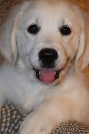 Just in time for christmas 🎄 each puppy will be going home with complete akc paperwork, microchipped, first set of vaccinations, deworming and health certificate from the vet. Penelope Retriever Puppy Golden Retriever Puppies