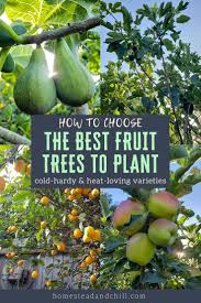 Do cherry trees need cross pollination? How To Choose What Fruit Trees To Plant Climate Varieties More Homestead And Chill Fruit Trees Backyard Trees To Plant Fruit Trees In Containers