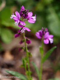 Image result for Polygala marensis