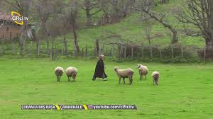 Yenice Taban Koyunde Cobanimiz La Kucukbas Hayvan Uzerine Sohbetler Canakkale Youtube Hayvan Tabata Youtube