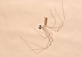 Domestic spiders have mottled bodies, often with a chevron cellar spiders eat insects, arachnids, and other small vertebrates; The Marvelous Misunderstood Lives Of Common Spiders