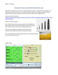 Selection natural gizmo answers exploration student worksheet key answer evolution coursehero pdf date course hero docx geiger. Evolution Natural And Artificial Selection Lab