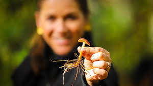 Temporada de hongos en Tlaxcala: 2 menús para saborear el bosque