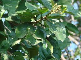 Image result for Ehretia obtusifolia