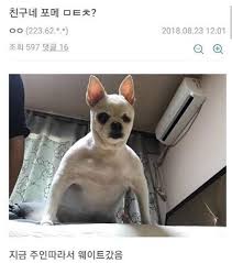 인터넷에서 찾아보기 힘든 재밌는짤 재밌는글 모음 : 네이버 블로그